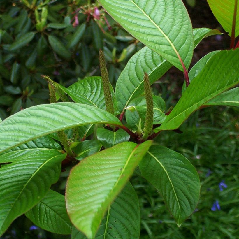 Salix fargesii - Chinese wilg (Foliage)