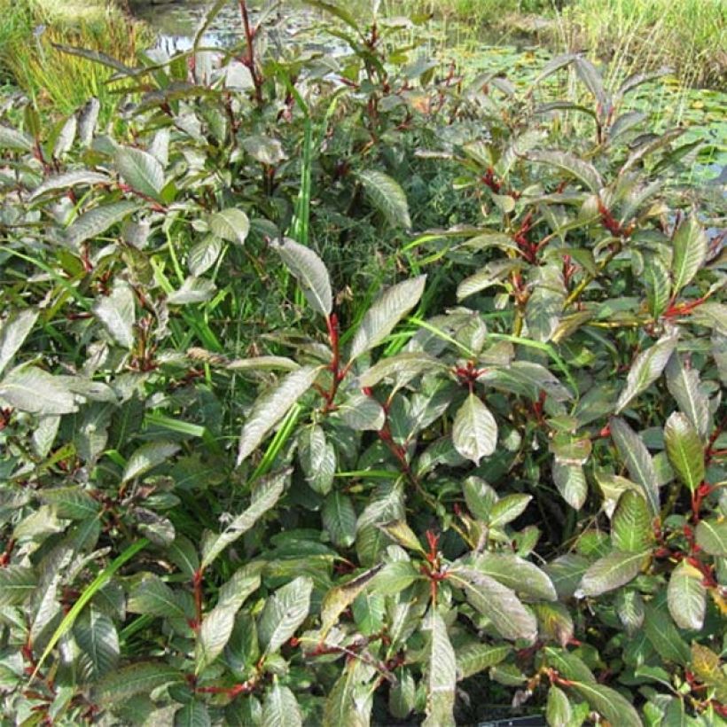Salix fargesii - Chinese wilg (Plant habit)