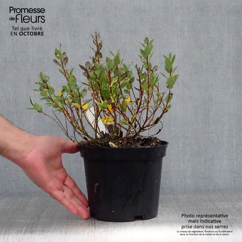 Exemplaar van Salix hastata Wehrhahnii - Wilg Pot van 2 l/3 l zoals geleverd in de herfst