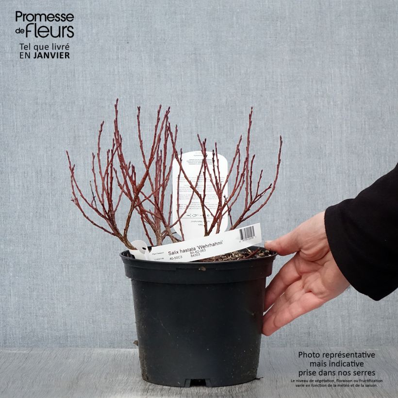 Example of Salix hastata Wehrhahnii - Wilg Pot van 2 l/3 l as you get in hiver