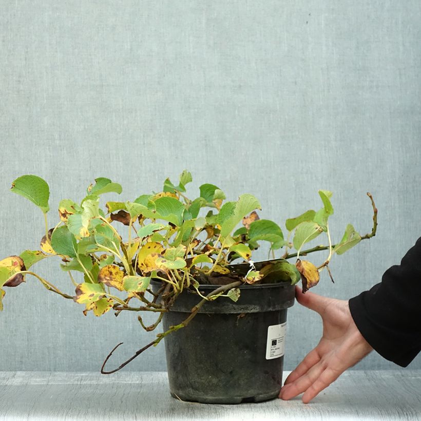 Exemplaar van Saule rampant des îles Kouriles -Salix kurilensis Pot de 4L/5L zoals geleverd in de herfst
