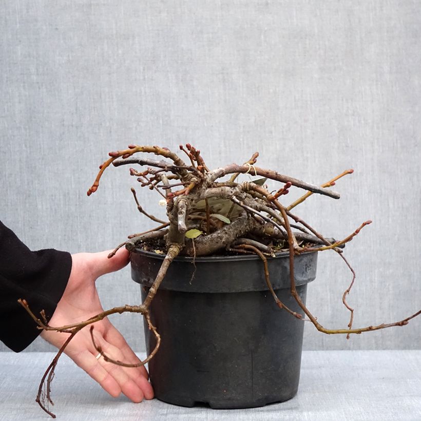 Example of Saule rampant des îles Kouriles -Salix kurilensis Pot van 4 l/5 l as you get in hiver