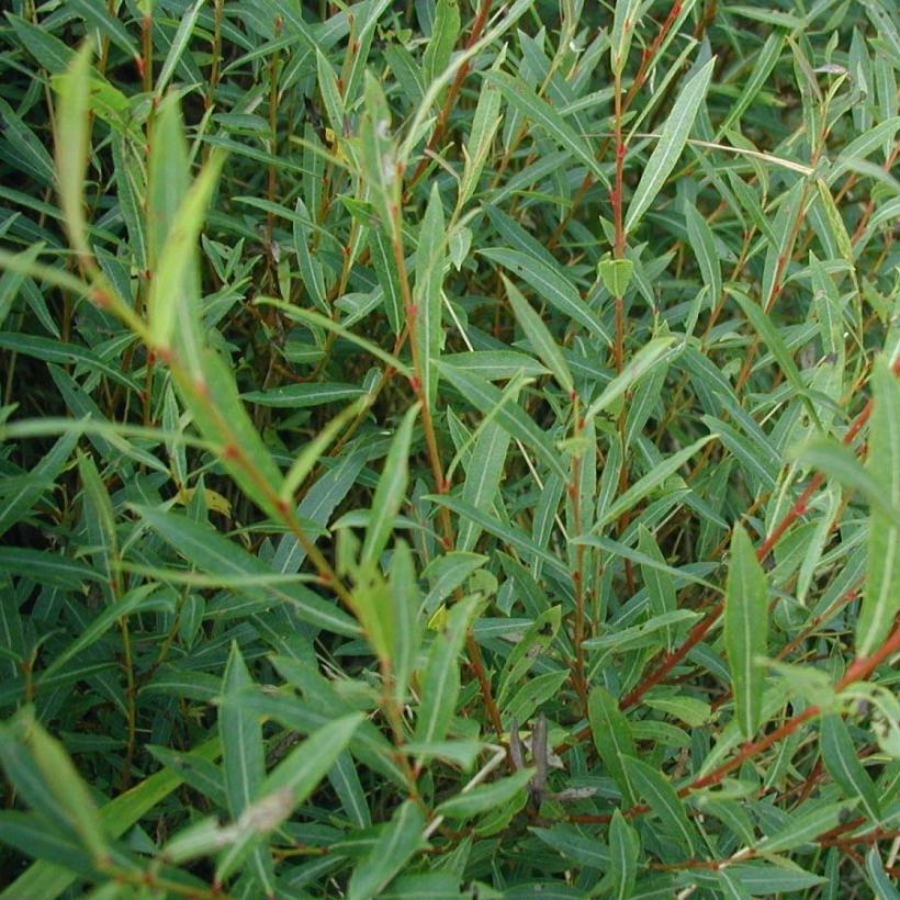 Salix purpurea - Bittere wilg (Foliage)