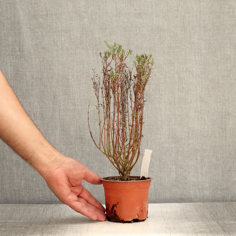 Exemplaar van Salix purpurea Nana - Bittere wilg Kweekpotje van 8/9 cm zoals geleverd in de zomer