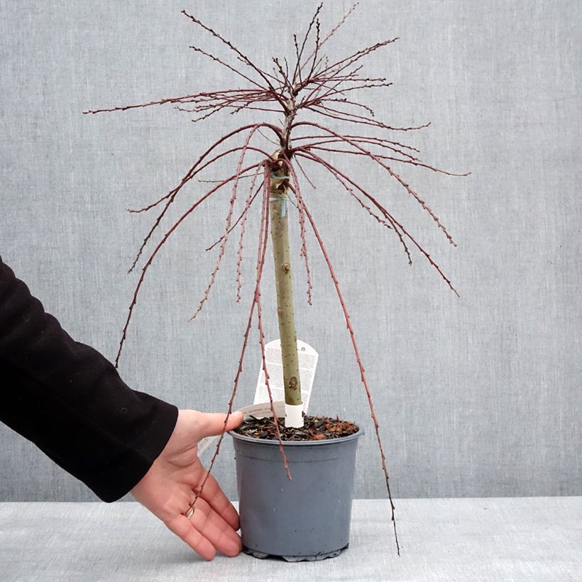 Example of Salix repens Armando - Kruipwilg Pot van 1,5 l/2 l as you get in hiver