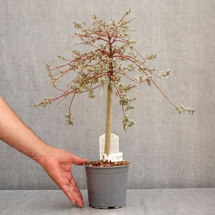 Exemplaar van Salix repens Armando - Kruipwilg Pot van 1,5 l/2 l, Laagstam zoals geleverd in de zomer