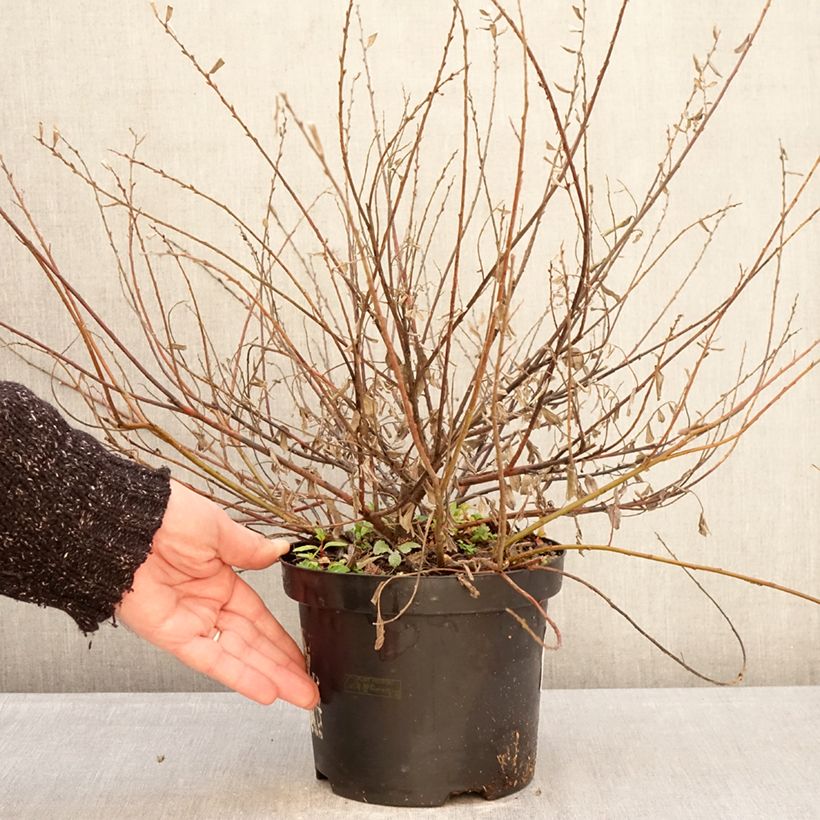 Exemplaar van Salix repens Nitida - Kruipwilg Pot van 2 l/3 l zoals geleverd in de winter