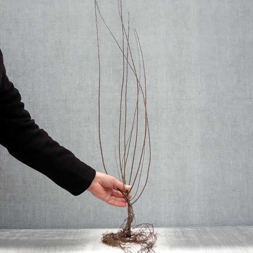 Example of Salix repens - Saule rampant Naakte wortel as you get in hiver