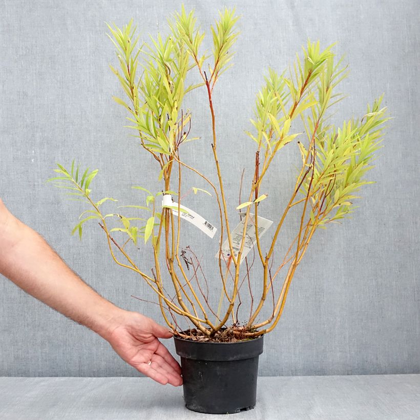 Exemplaar van Salix sachalinensis Sekka - Bandwilg Pot van 3 l/4 l zoals geleverd in de zomer