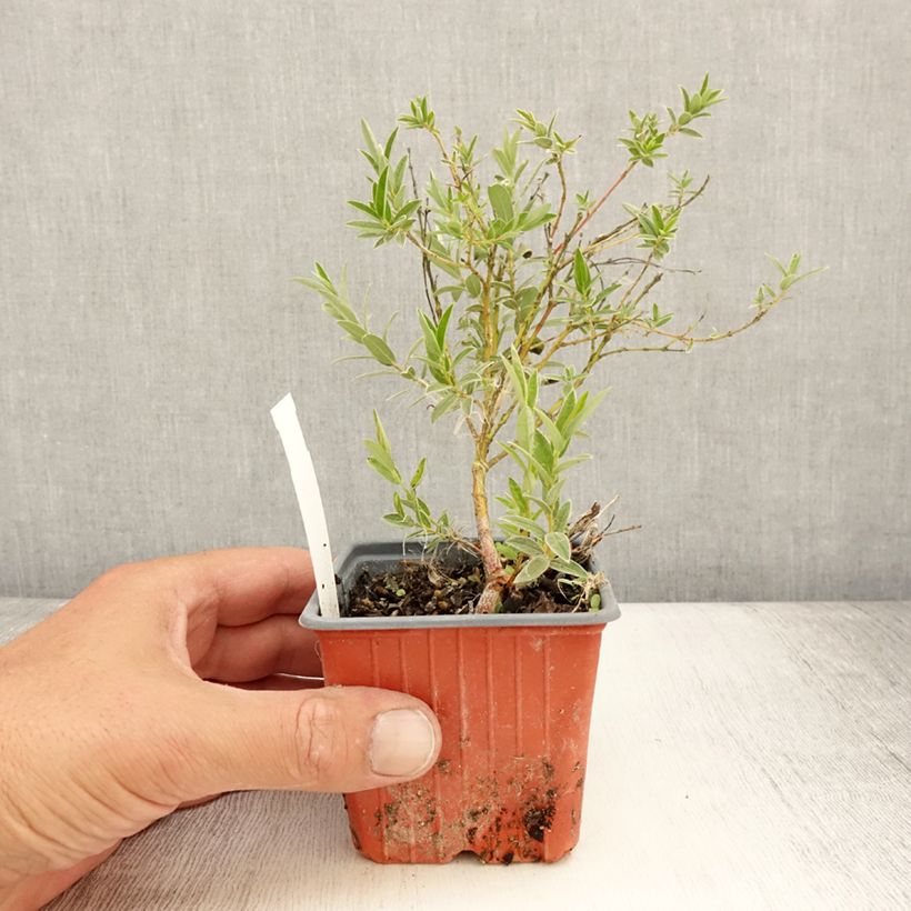 Exemplaar van Salix subopposita - Wilg Kweekpotje van 8/9 cm zoals geleverd in de zomer
