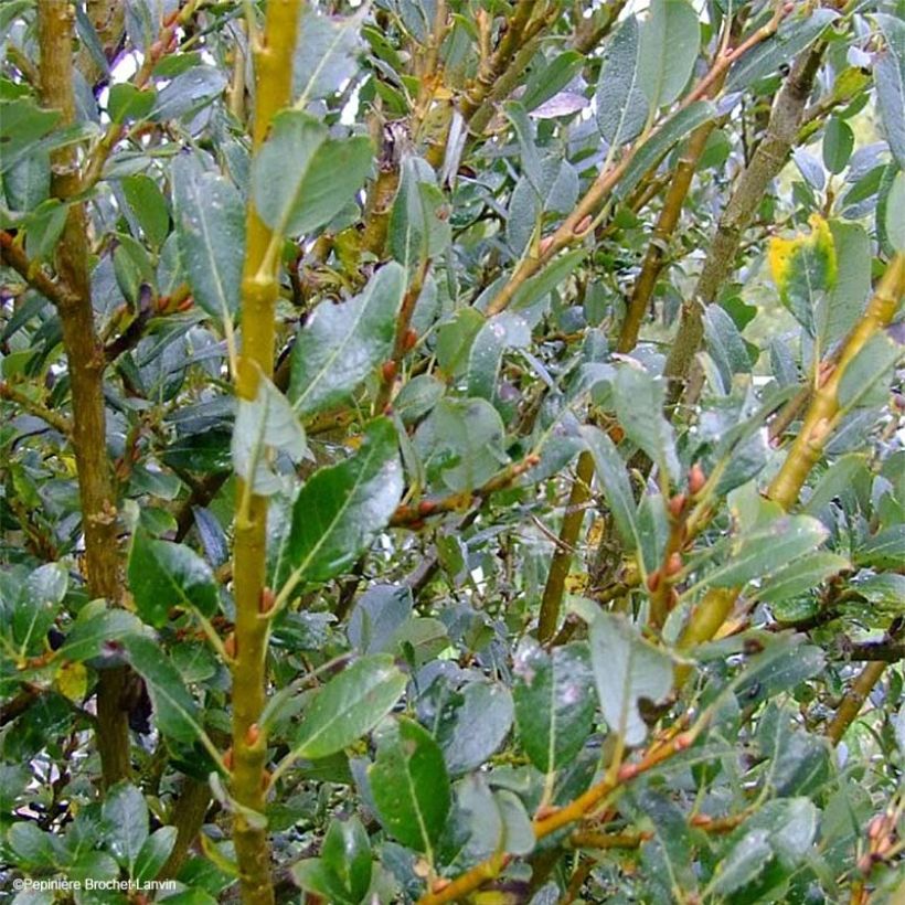 Salix x tetrapla - Wilg (Foliage)