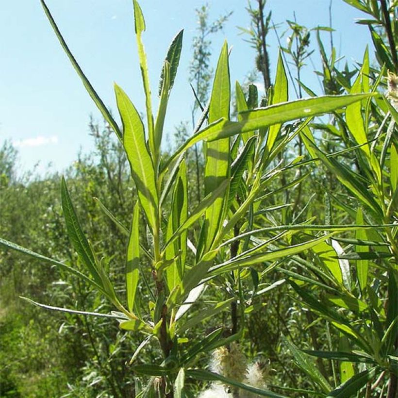 Salix viminalis - Katwilg (Foliage)