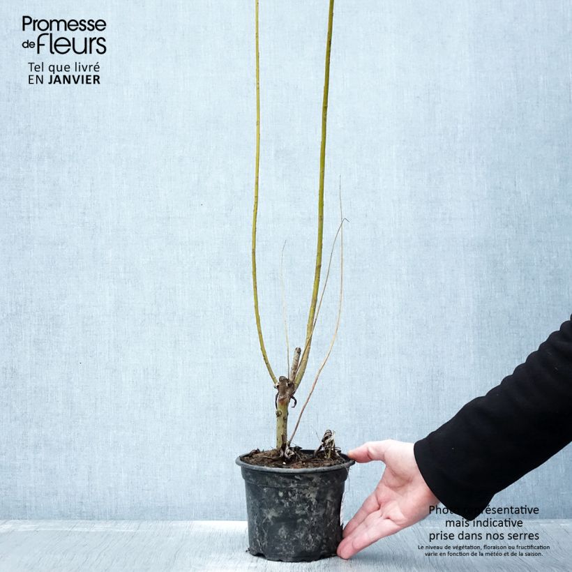 Example of Salix viminalis - Katwilg Pot van 1,5 l/2 l as you get in hiver