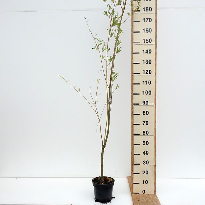 Example of Salix x fragilis Bullata - Saule cassant Pot van 4 l/5 l as you get in ete
