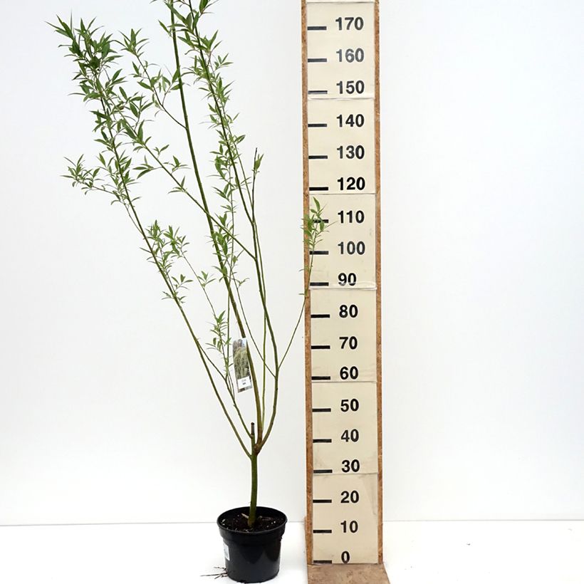 Exemplaar van Salix x fragilis Bullata - Kraakwilg Pot van 4 l/5 l zoals geleverd in de lente