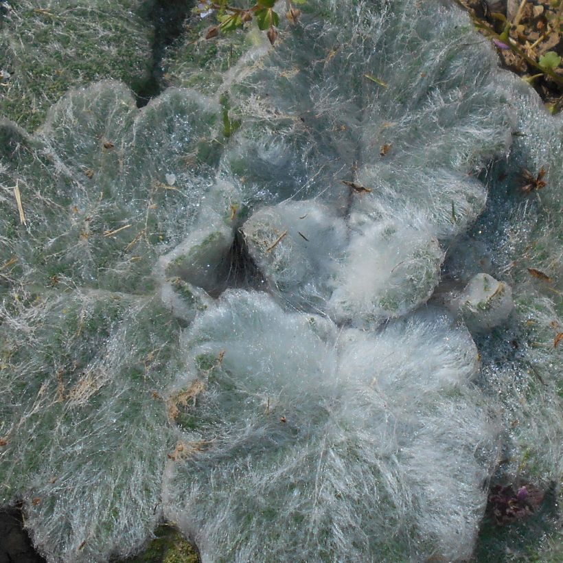 Salvia argentea - Zilversalie (Foliage)