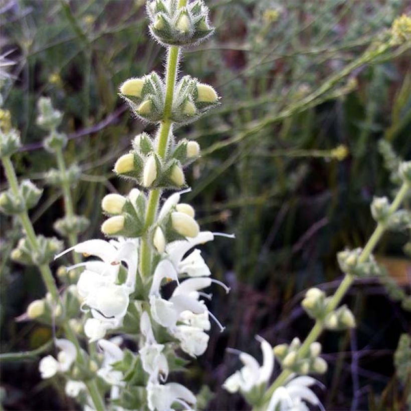 Salvia argentea - Zilversalie (Flowering)