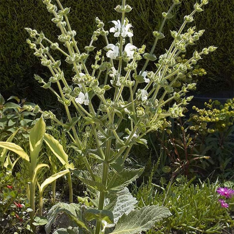 Salvia argentea - Zilversalie (Plant habit)