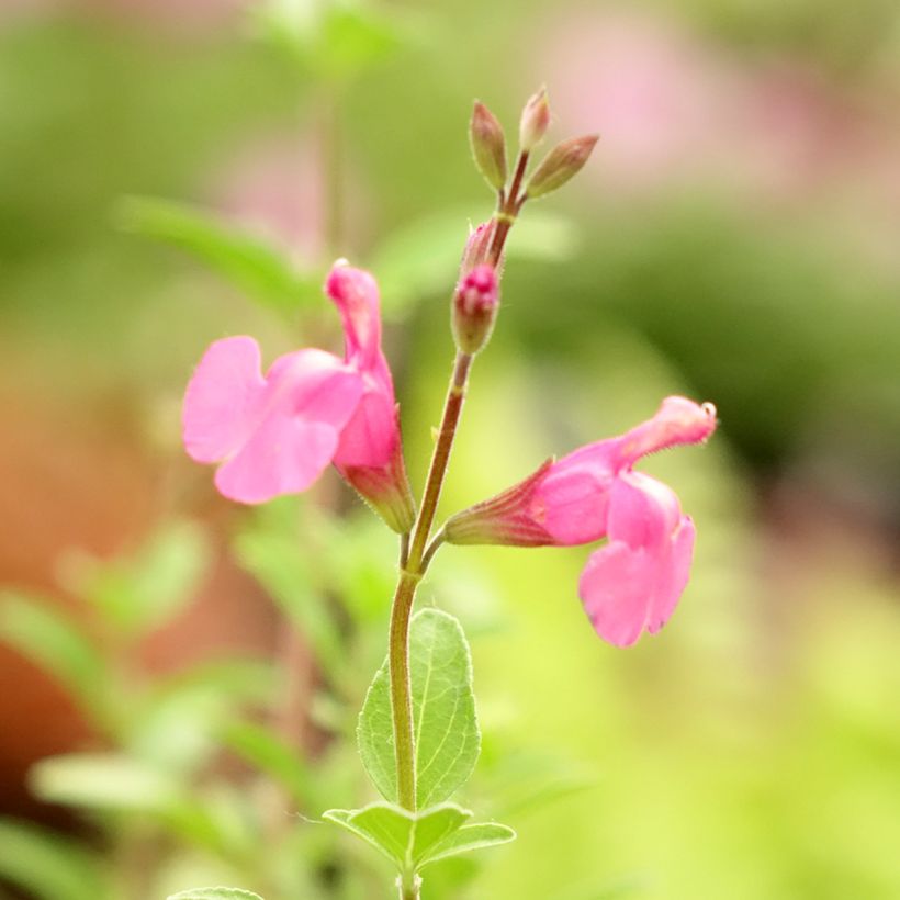 Salvia Delice Feline - Herfstsalie (Bloei)