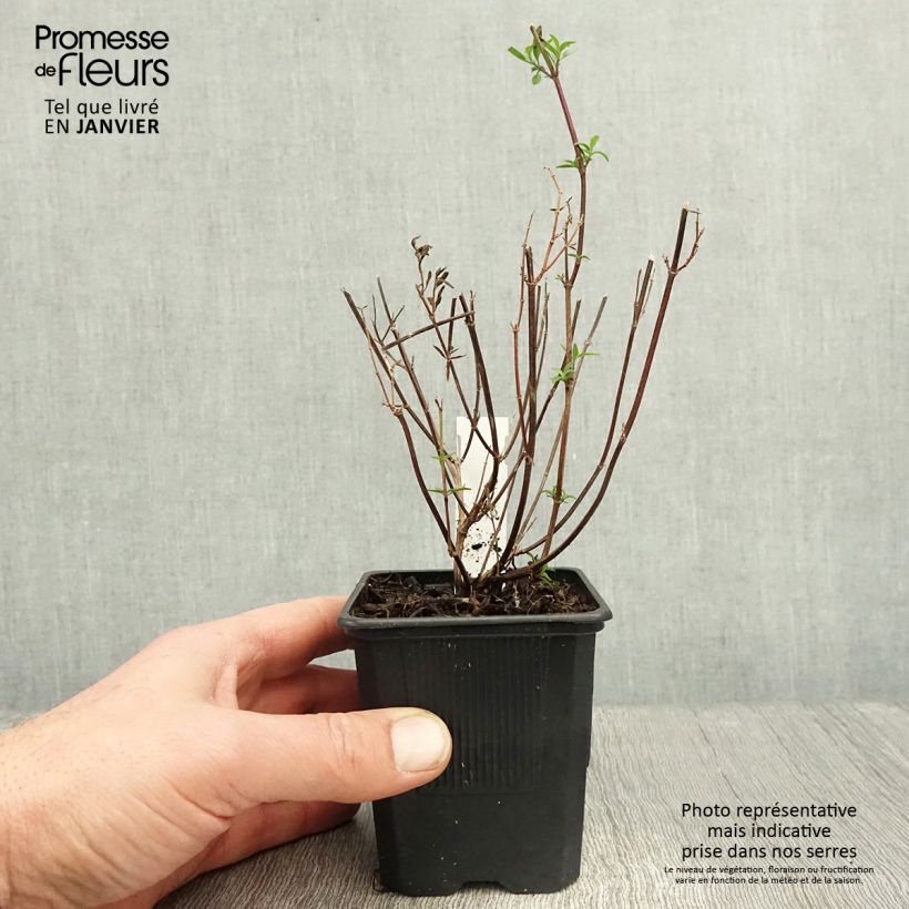 Example of Salvia Dyson's Joy - Sauge arbustive Kweekpotje van 8/9 cm as you get in hiver