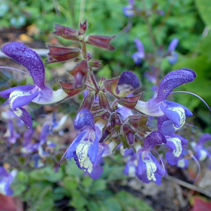 Salvia forsskaolei - Salie (Bloei)