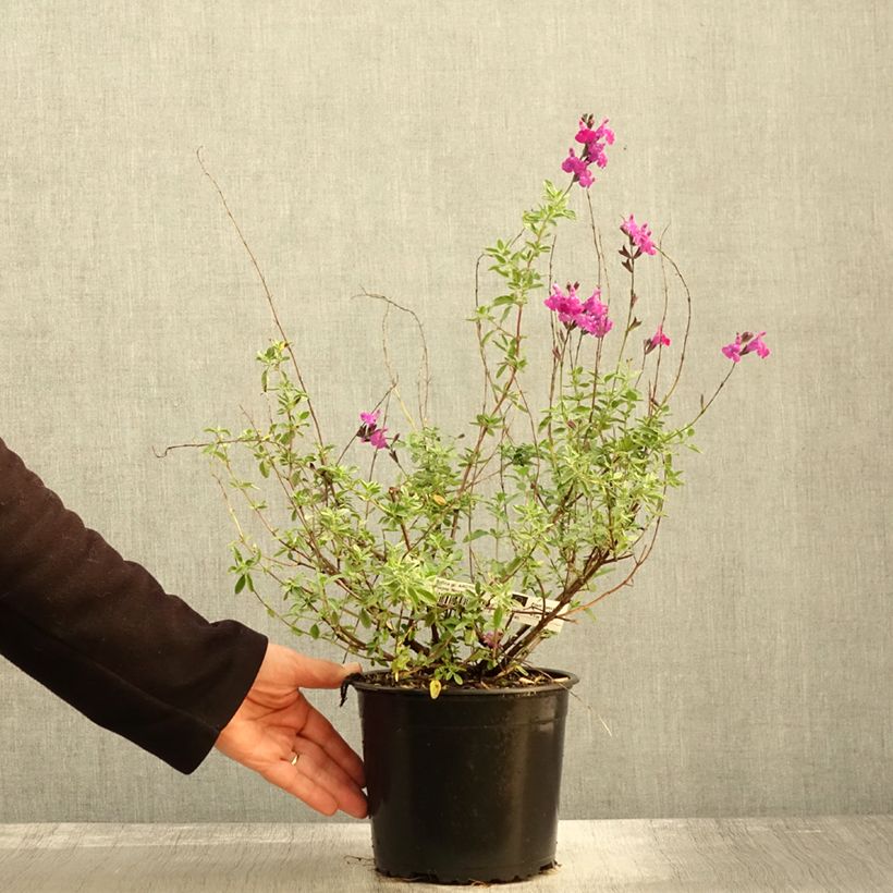 Exemplaar van Salvia greggii ARCTIC BLAZE Purple Novasalpur - Herfstsalie Pot van 2 l/3 l zoals geleverd in de herfst