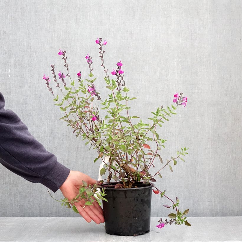 Exemplaar van Salvia greggii ARCTIC BLAZE Purple Novasalpur - Herfstsalie Pot van 2 l/3 l zoals geleverd in de lente