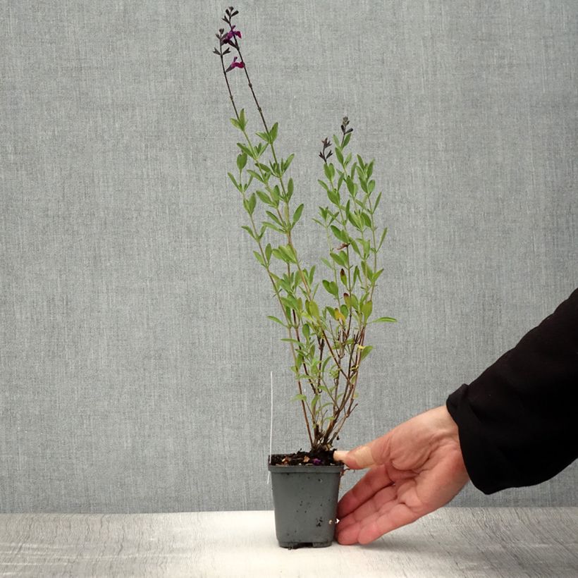 Exemplaar van Salvia jamensis Violette de Loire Barsal - Struiksalie Kweekpotje van 7/8 cm zoals geleverd in de zomer