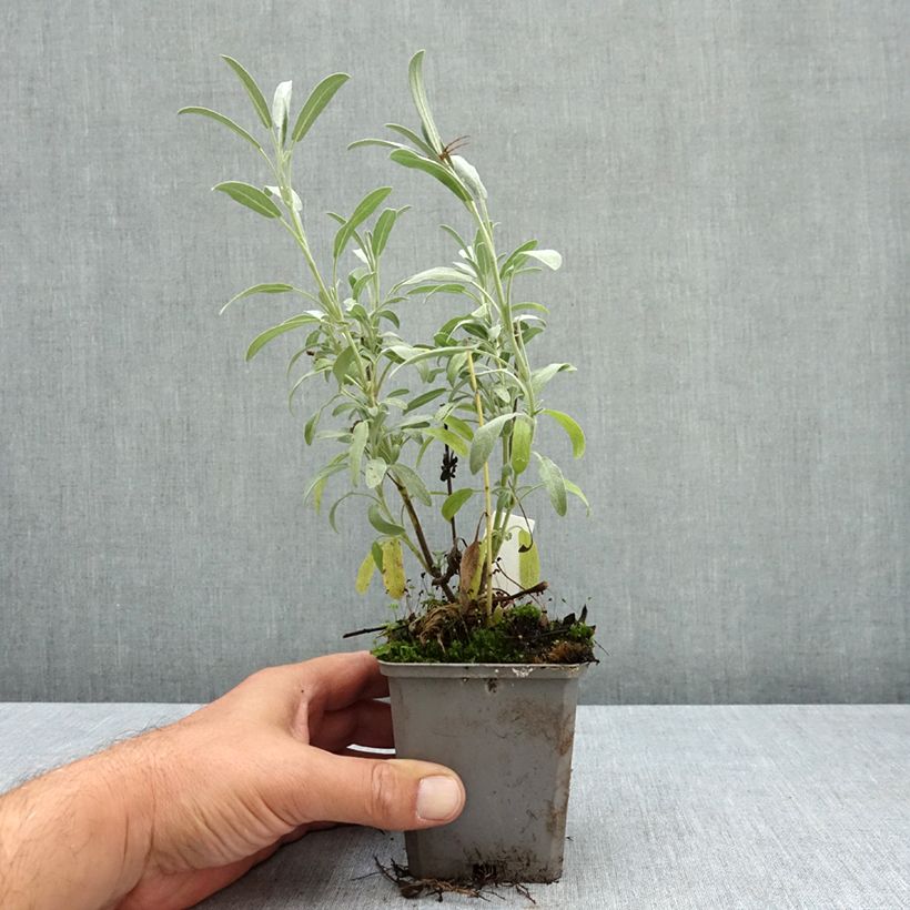 Exemplaar van Salvia lavandulifolia - Spaanse salie Kweekpotje van 8/9 cm zoals geleverd in de zomer