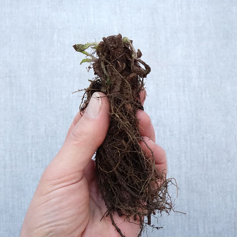 Example of Salvia nemorosa Blauhügel Naakte wortel as you get in hiver