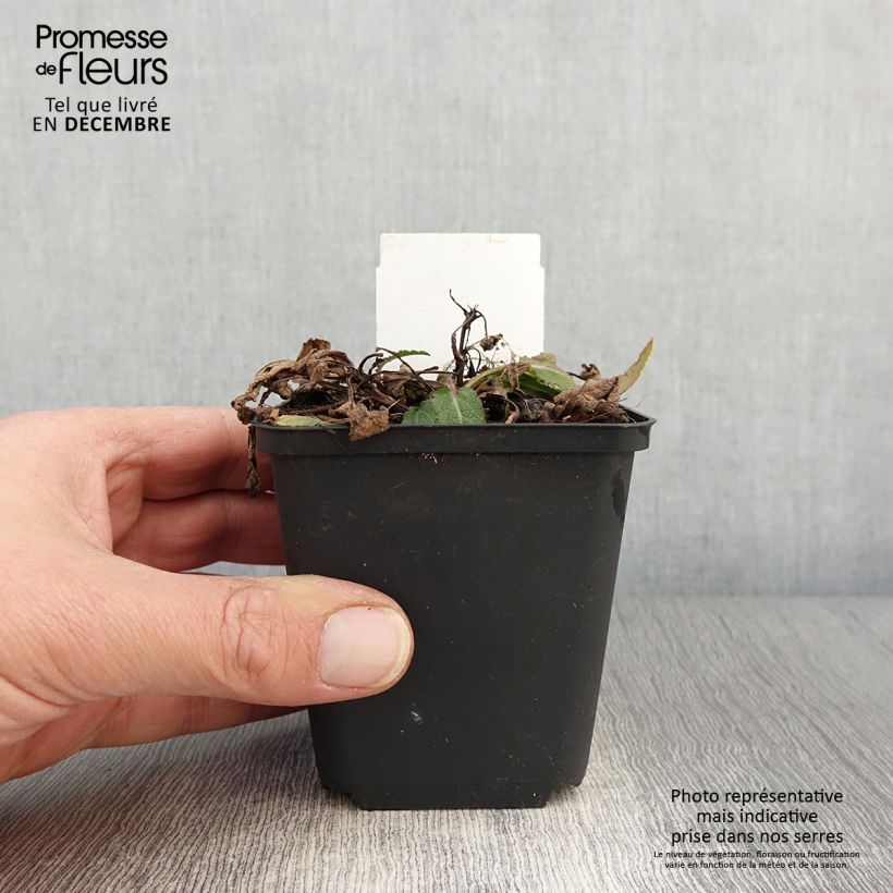 Exemplaar van Salvia nemorosa Blue Bouquetta - Sauge des bois Godet de 8/9 cm zoals geleverd in de herfst