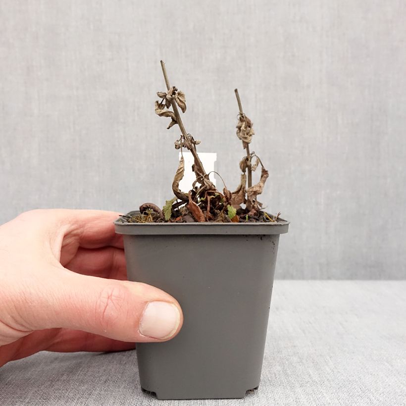 Example of Salvia nemorosa Blue Bouquetta - Bossalie Kweekpotje van 8/9 cm as you get in hiver