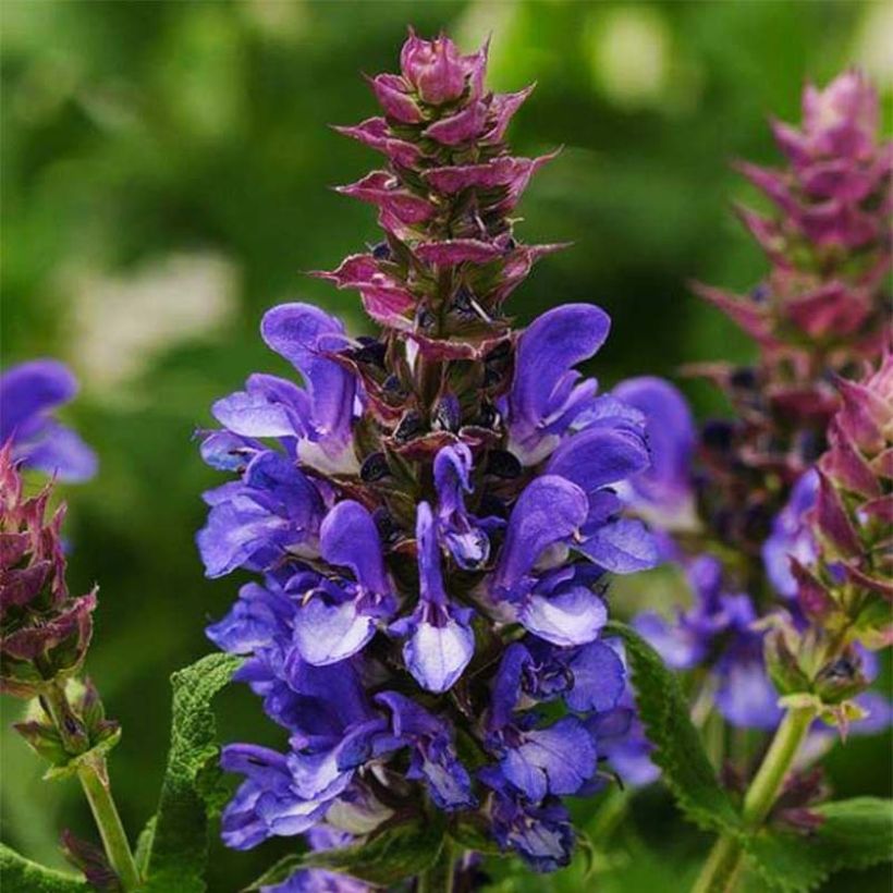 Salvia nemorosa Blue Marvel - Bossalie (Flowering)