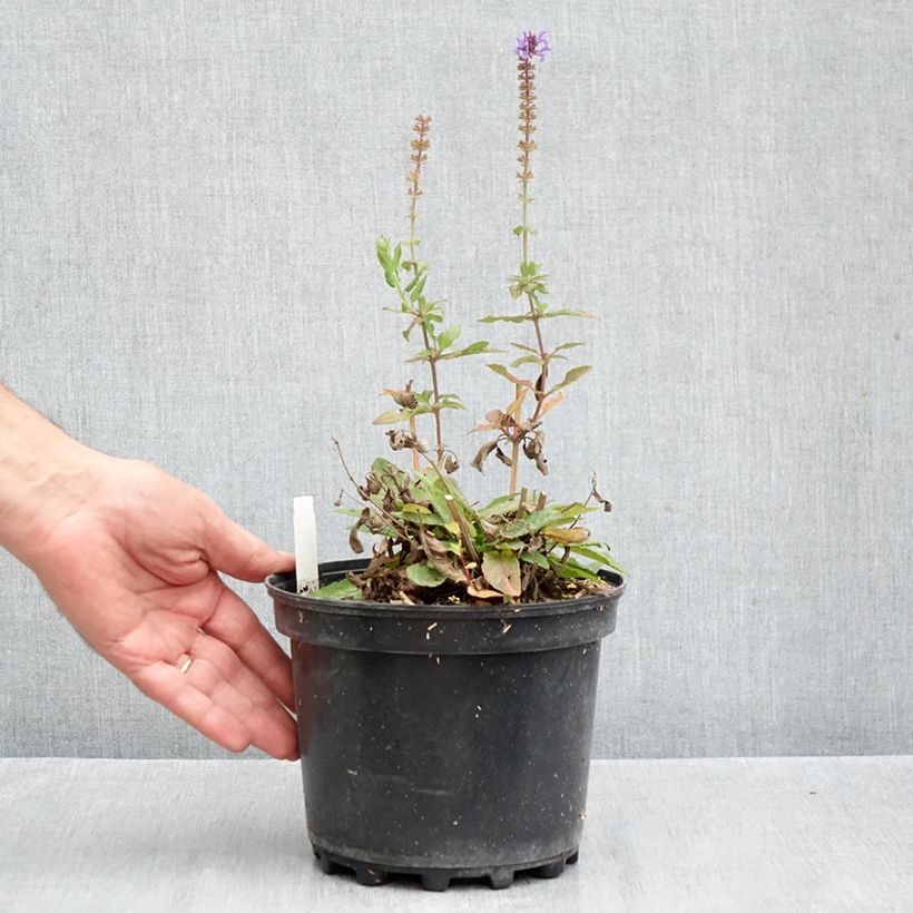 Example of Salvia nemorosa Blue Marvel - Bossalie Pot van 2 l/3 l as you get in automne