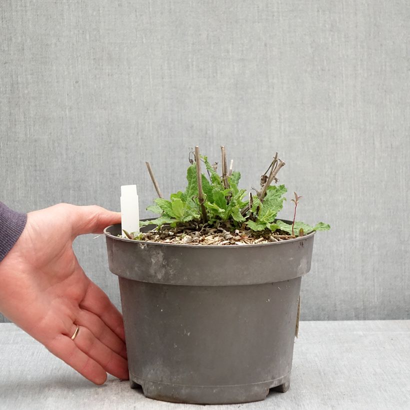 Exemplaar van Salvia nemorosa Blue Marvel - Bossalie Pot van 2 l/3 l zoals geleverd in de lente