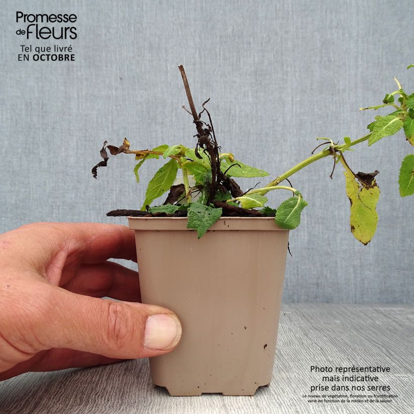 Exemplaar van Salvia nemorosa Bumblesky - Bossalie Kweekpotje van 8/9 cm zoals geleverd in de herfst