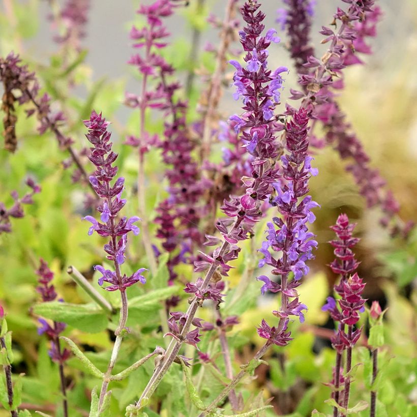 Salvia nemorosa Caradonna Compact - Bossalie (Bloei)