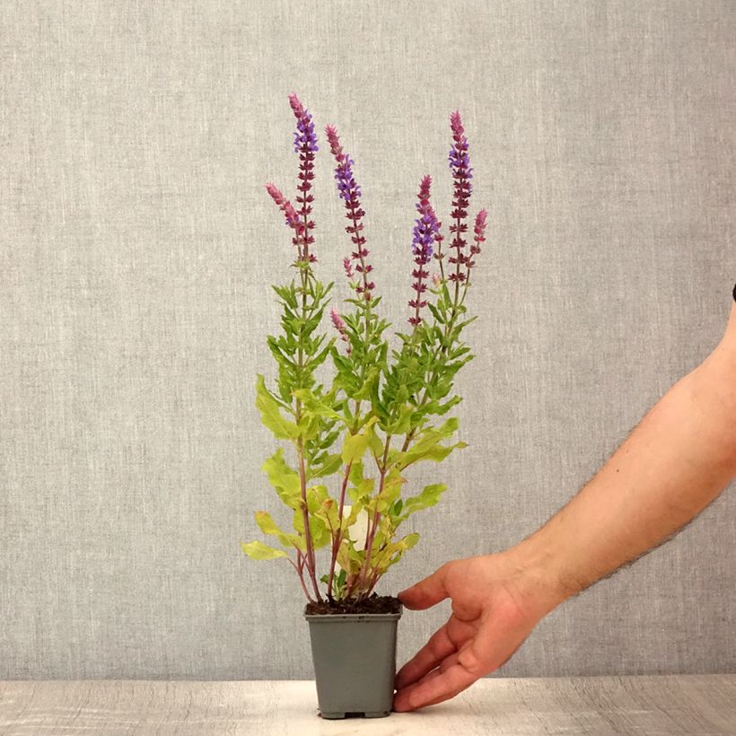 Exemplaar van Salvia nemorosa Caradonna Compact - Bossalie Kweekpotje van 8/9 cm zoals geleverd in de zomer