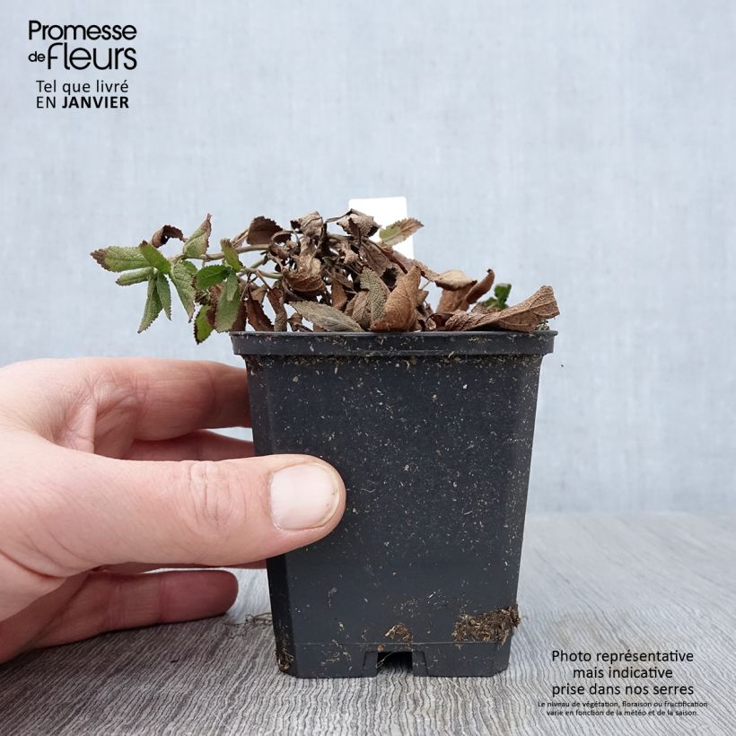 Example of Salvia nemorosa Caradonna Compact - Sauge des bois Kweekpotje van 8/9 cm as you get in hiver