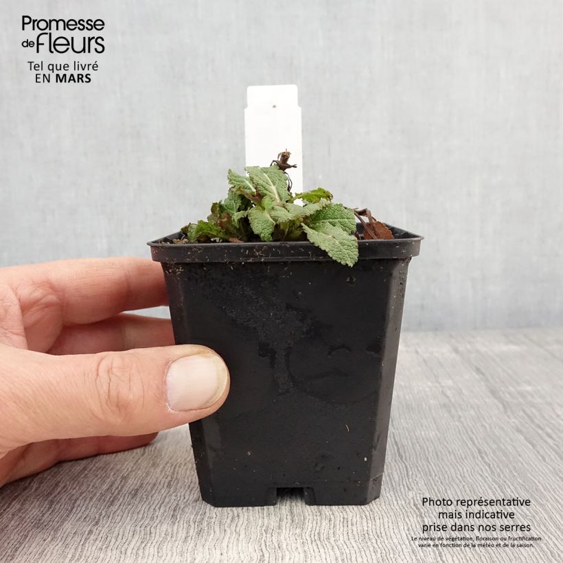 Exemplaar van Salvia nemorosa Caradonna Compact - Bossalie Kweekpotje van 8/9 cm zoals geleverd in de lente