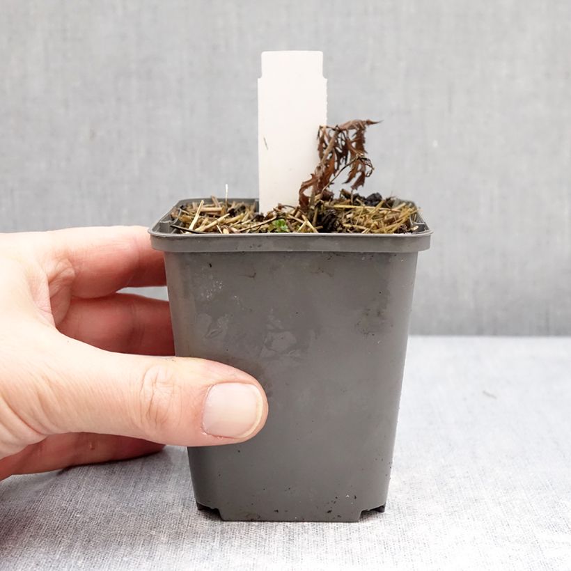 Example of Salvia nemorosa Feathers Flamingo Bocoffla - Bossalie Kweekpotje van 7/8 cm as you get in hiver