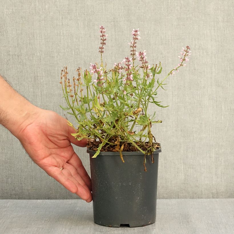 Exemplaar van Salvia nemorosa Feathers Flamingo Bocoffla - Bossalie Pot van 1 l/1,5 l zoals geleverd in de zomer
