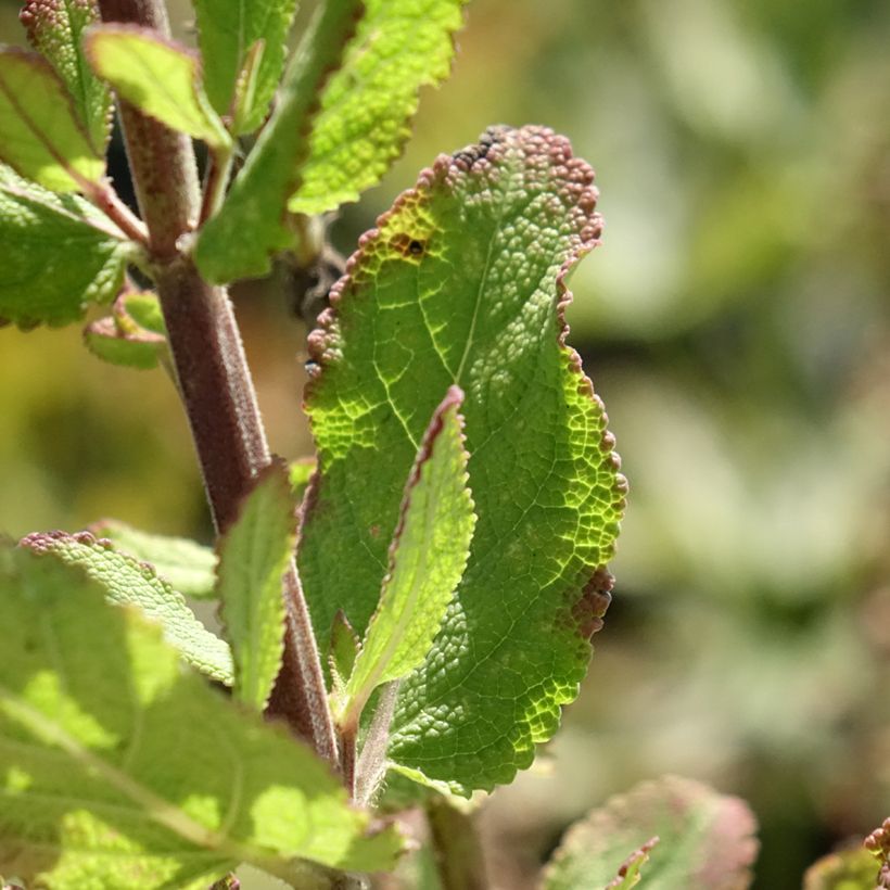 Salvia sylvestris Katsjing - Bossalie (Blad)