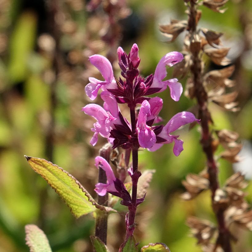 Salvia sylvestris Katsjing - Bossalie (Bloei)