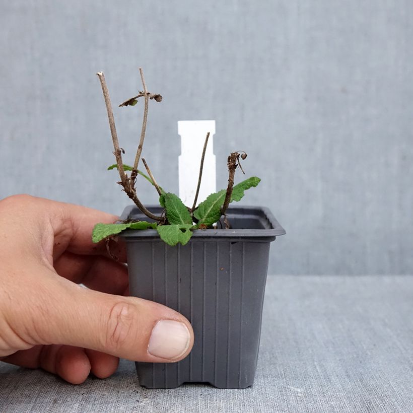 Exemplaar van Salvia sylvestris Katsjing - Bossalie Kweekpotje van 8/9 cm zoals geleverd in de herfst
