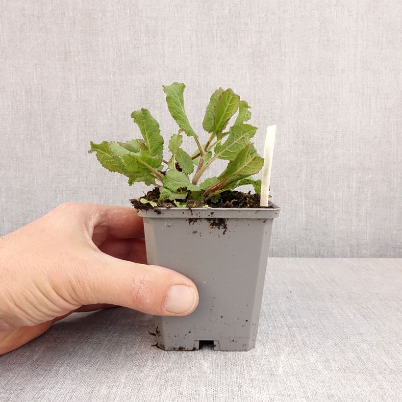 Exemplaar van Salvia sylvestris Katsjing - Bossalie Kweekpotje van 8/9 cm zoals geleverd in de lente