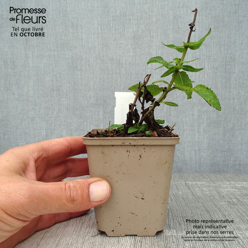 Exemplaar van Salvia nemorosa Lubecca - Bossalie Kweekpotje van 8/9 cm zoals geleverd in de herfst