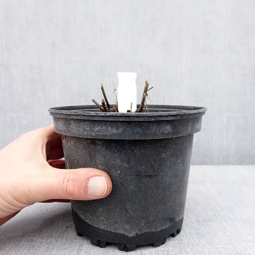 Example of Salvia nemorosa Lyrical Rose - Sauge des bois Pot van 2 l/3 l as you get in hiver