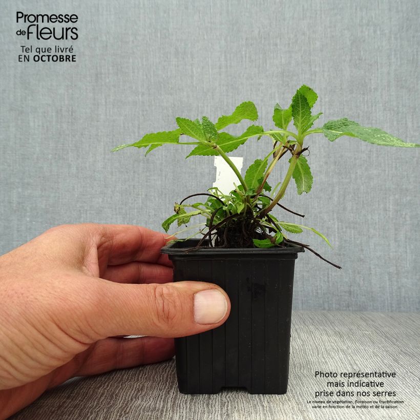 Exemplaar van Salvia nemorosa Mainacht - Bossalie Kweekpotje van 8/9 cm zoals geleverd in de herfst