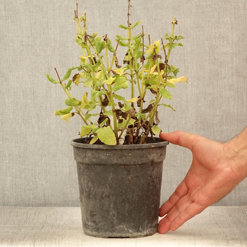 Exemplaar van Salvia nemorosa Marcus Haeumanarc - Bossalie Pot van 2 l/3 l zoals geleverd in de zomer